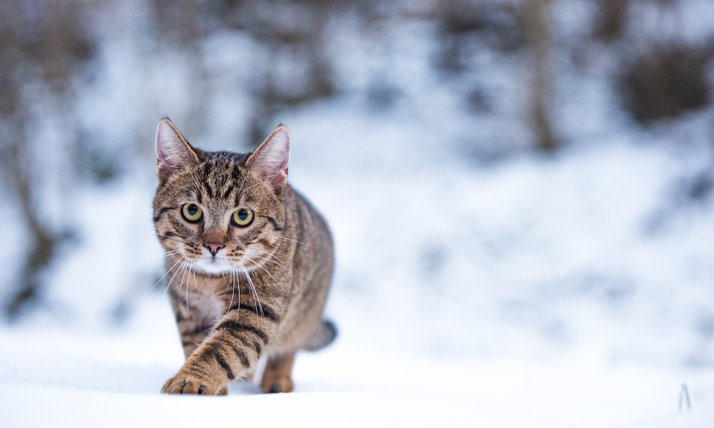 https://humaneanimalrescue.org/wp-content/uploads/2019/09/winter-cats-copy.jpg