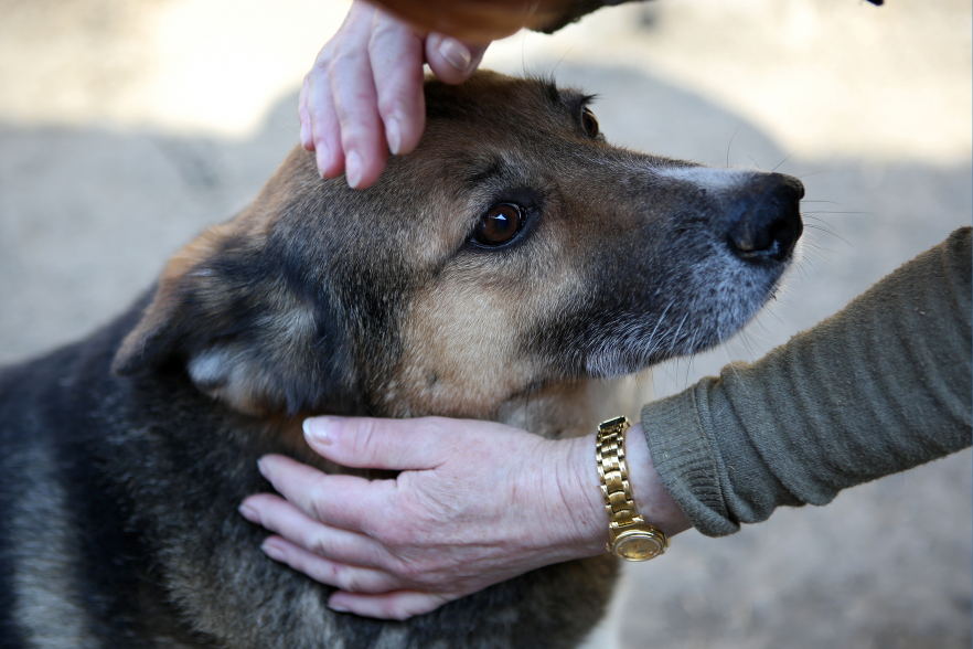 Sponsor a Shelter Animal - Humane Animal Rescue
