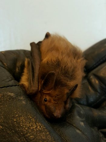 bruce-e1556743000221