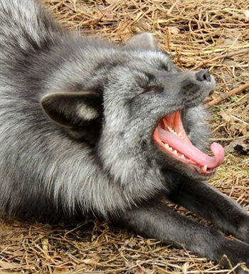 foxes