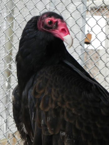 vultures-e1556742931523