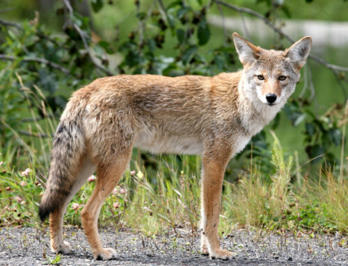 Living with Wildlife: Foxes and Coyotes