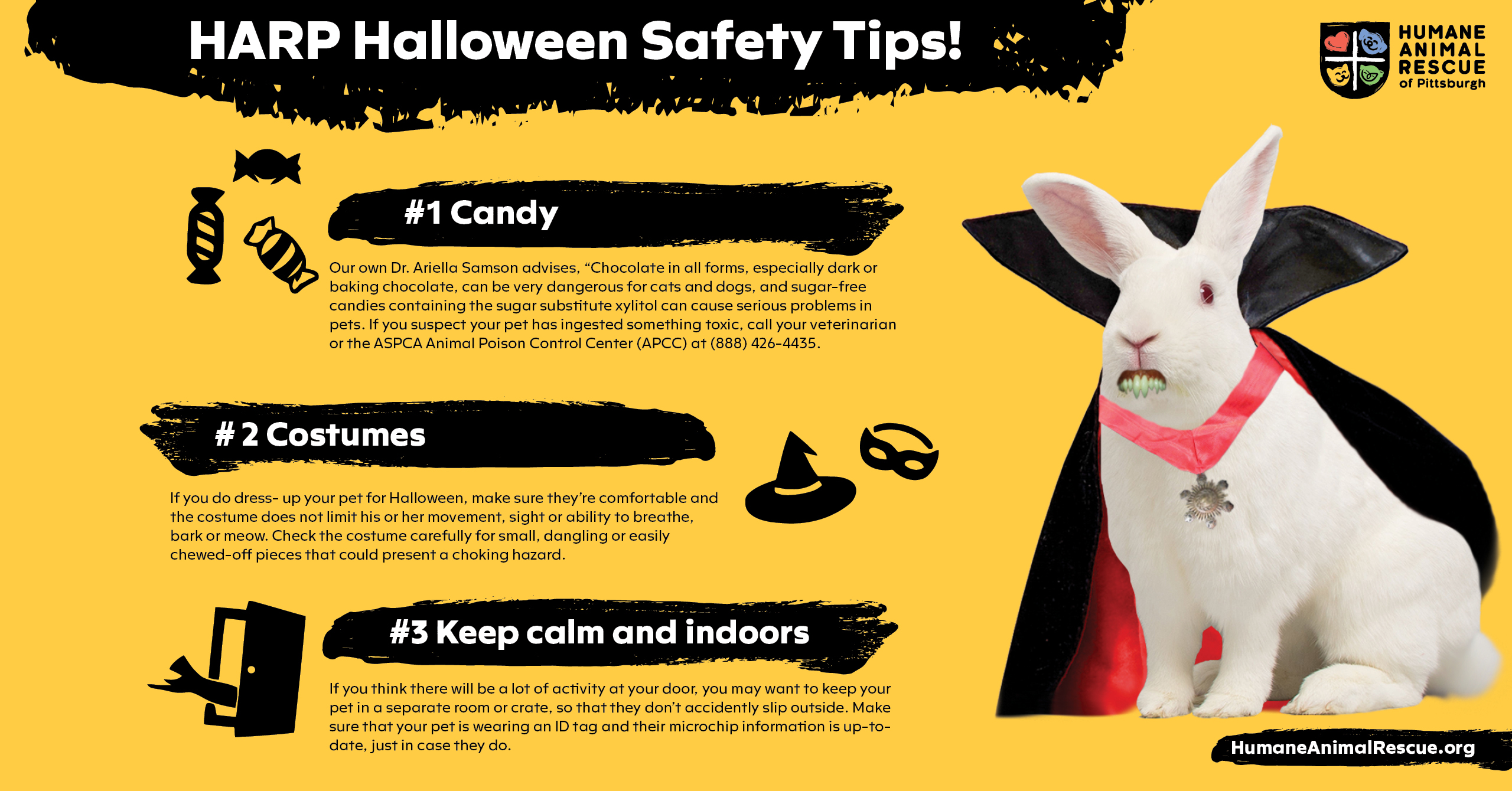 Keeping Your Pet Safe On Halloween Doesn't Have To Be Tricky - Humane Animal  Rescue Cats %