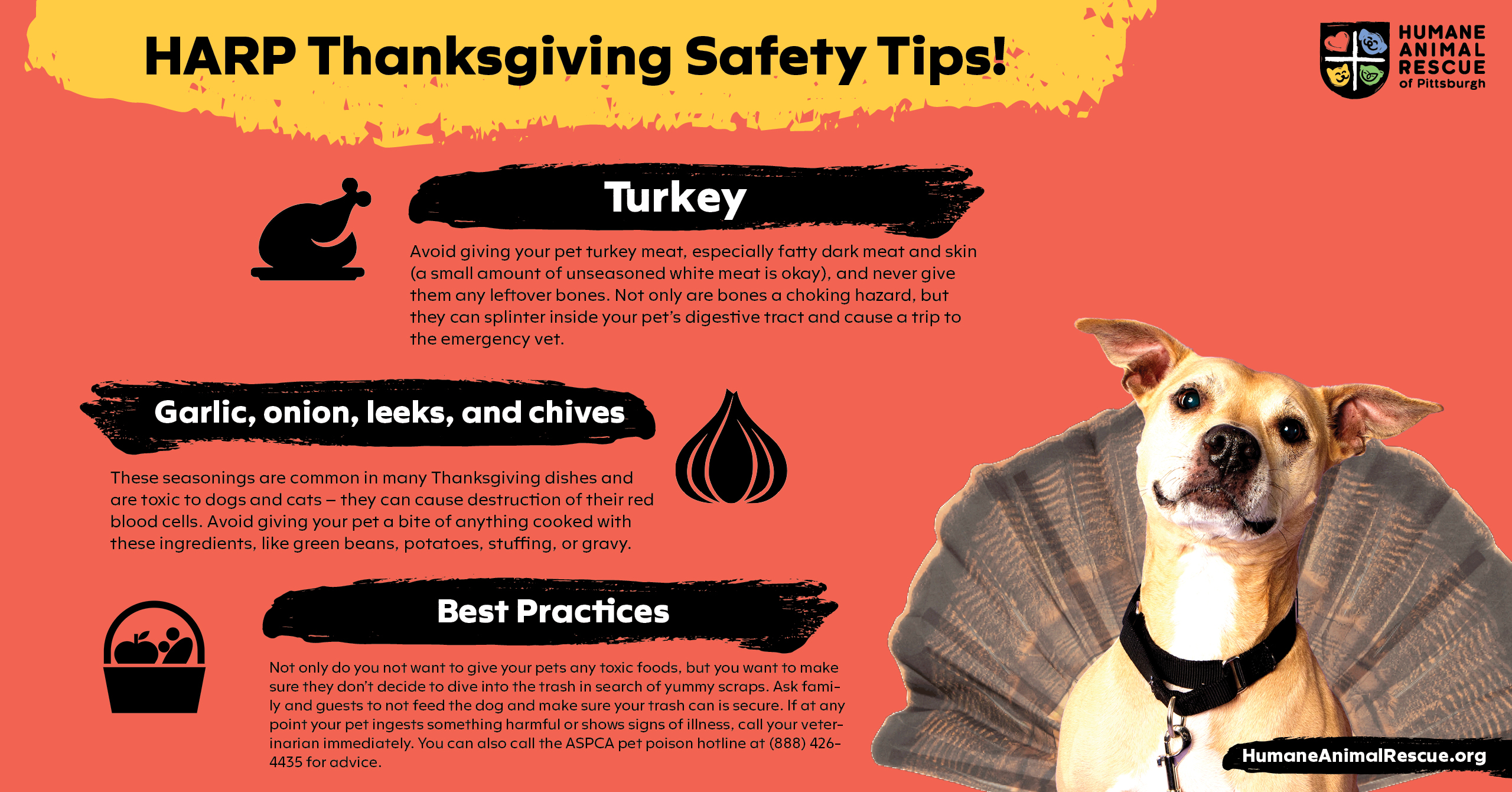 Tips For Keeping Your Pets Safe This Thanksgiving - Humane Animal Rescue