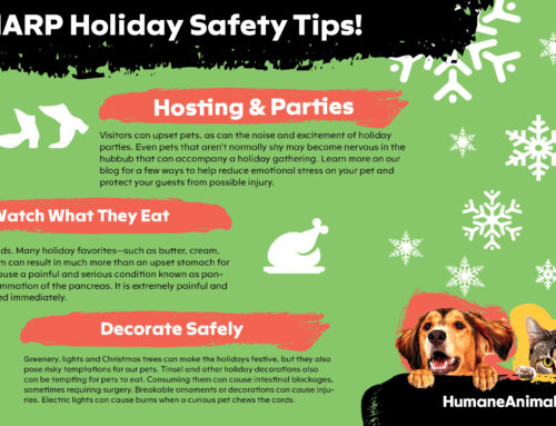 Tips For  Keeping Your Pets Safe This Holiday Season