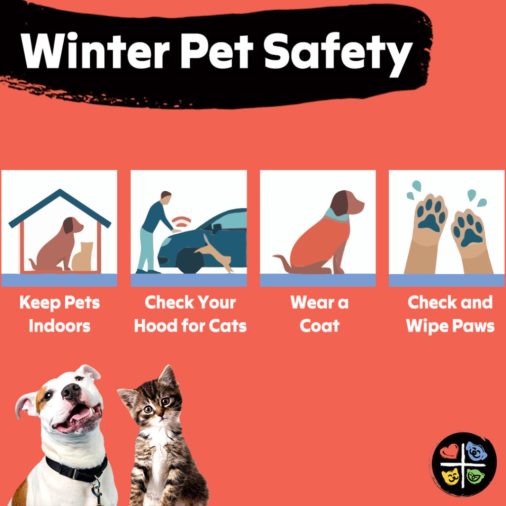Tips to Keep Your Pet Safe During the Winter - Humane Animal Rescue
