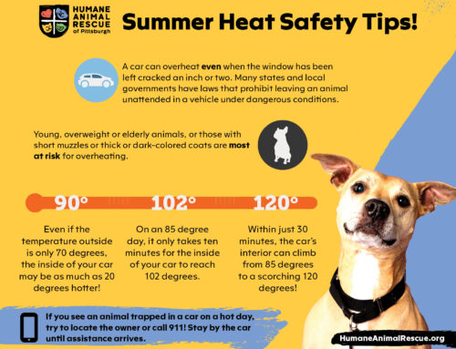 Beat the Heat, Protect Your Pets!