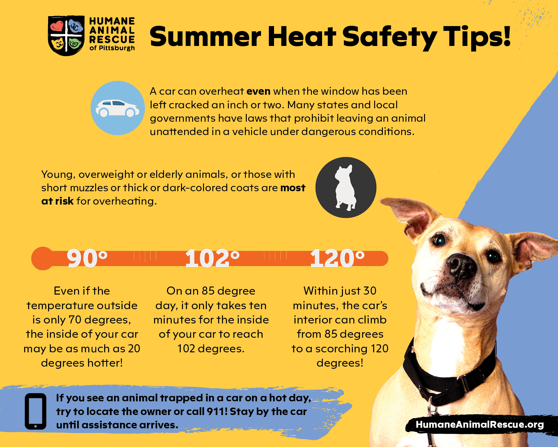 Beat the Heat, Protect Your Pets! - Humane Animal Rescue Cats %
