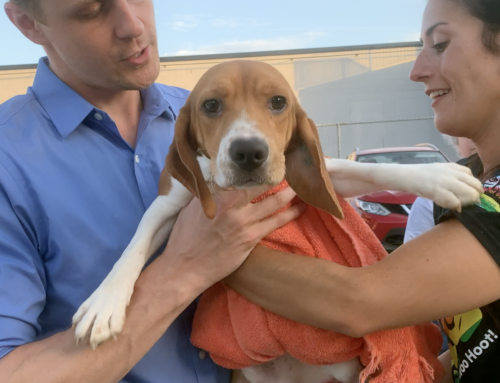 HARP Welcomes Rescued Beagles