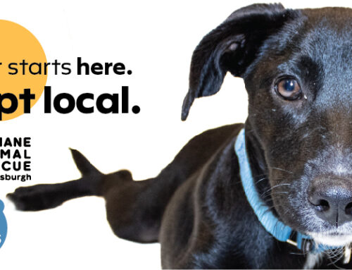 Pittsburgh Area Animal Welfare Organizations Announce “Adopt Local” Partnership