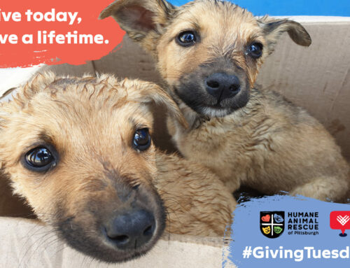 Ready, Set, Give! #GivingTuesday is Here!