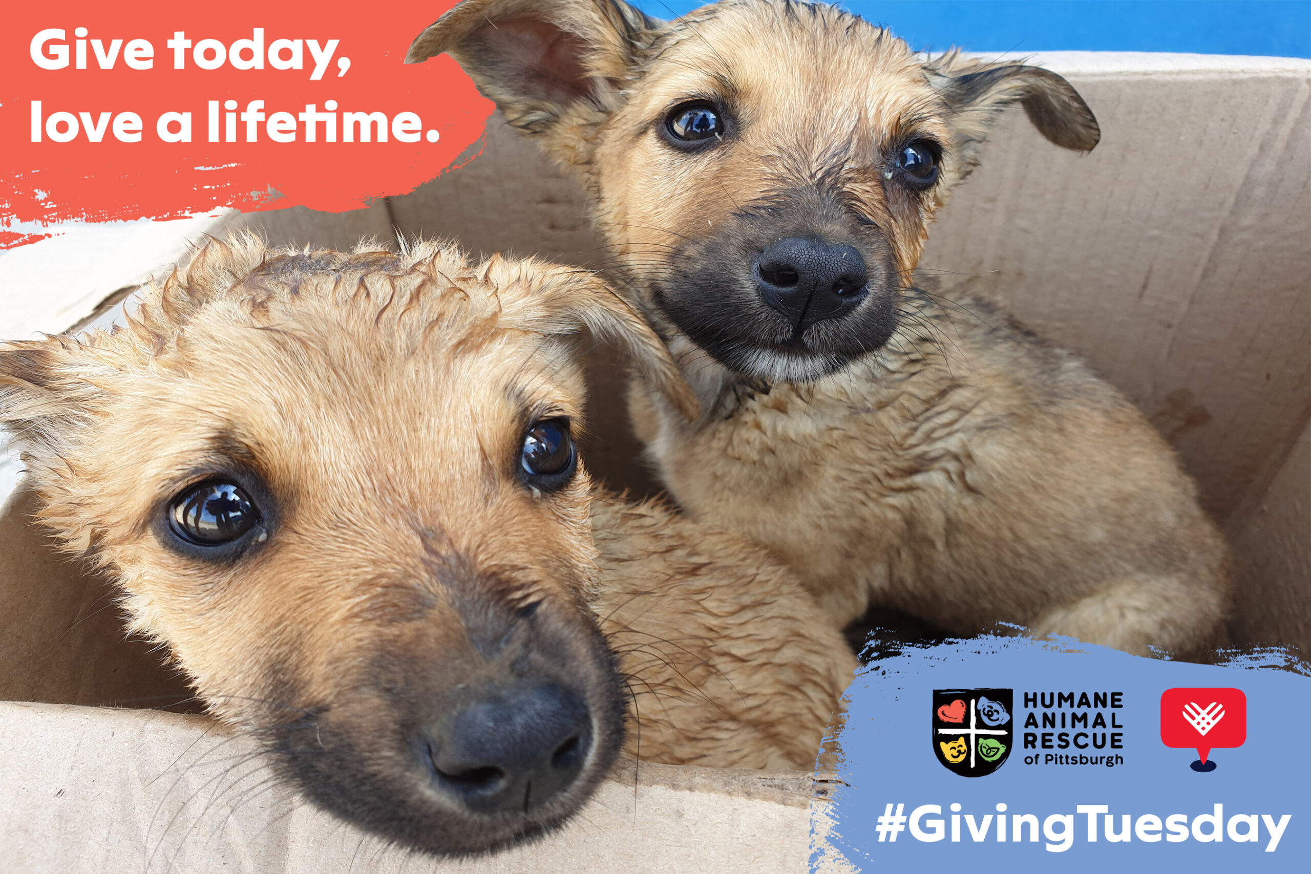 Ready, Set, Give! #GivingTuesday is Here! - Humane Animal Rescue