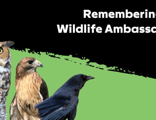 A Fond Farewell: Remembering our Wildlife Ambassadors