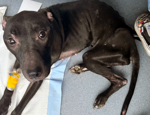 Emaciated Dog Found In Riverview Park