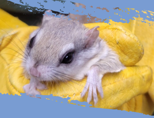 31 Southern Flying Squirrels Glide into the Wildlife Center!