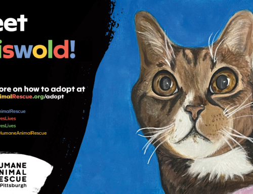 BPHS Student’s Adoptable Pet Portraits!