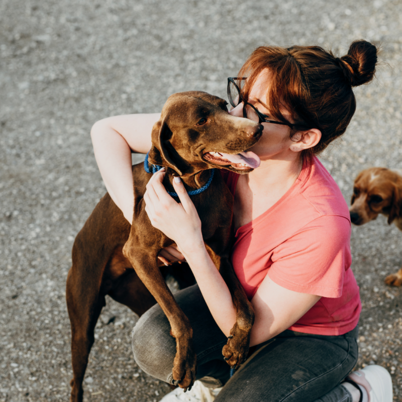 Volunteer Positions - Behind the Scenes - Humane Animal Rescue