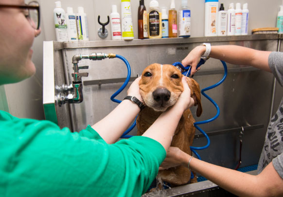 dog getting a bath