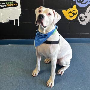 Large white rescue dog sitting indoors wearing a blue Humane Animal Rescue of Pittsburgh bandana.