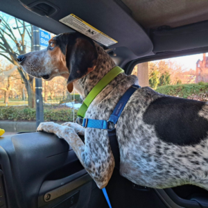 Blue Tick Coonhound rescue dog looking out the car window, wearing a green collar and blue harness.