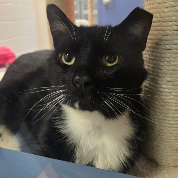 Tuxedo cat named Aesop with green eyes looking up inside shelter