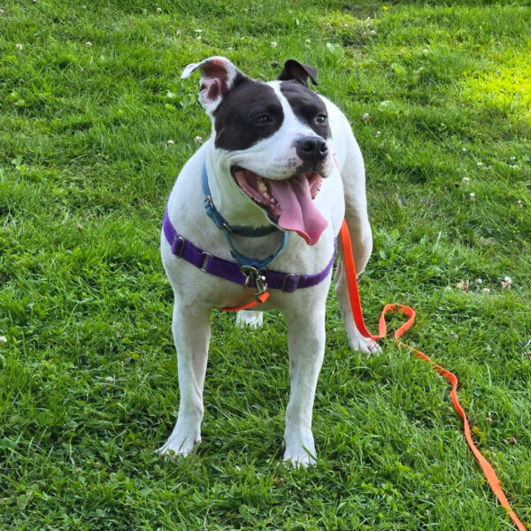 Happy black and white pit bull mix wearing a purple harness and blue collar standing in the grass at a Pittsburgh park, on an orange leash