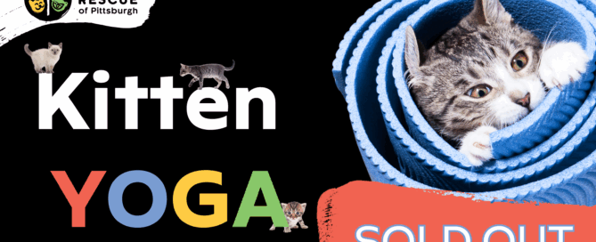 Kitten yoga adoption event at Humane Animal Rescue of Pittsburgh featuring adoptable kittens and yoga class