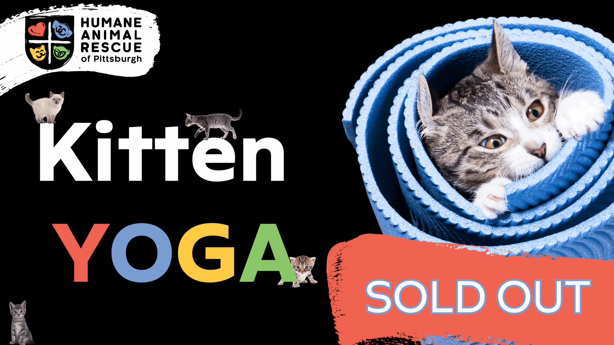 Kitten yoga adoption event at Humane Animal Rescue of Pittsburgh featuring adoptable kittens and yoga class