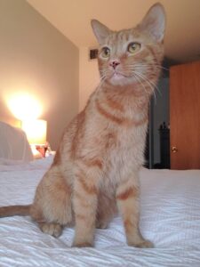 Chandler, an orange tabby cat, sitting alert on a bed with warm light in the background.