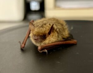 Endangered Tricolored Bat resting on a black surface at HARP’s Wildlife Rehabilitation Center during treatment and rehabilitation.