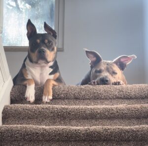 Two dogs lying side by side at the top of a carpeted staircase, resting their paws over the step and looking toward the camera.