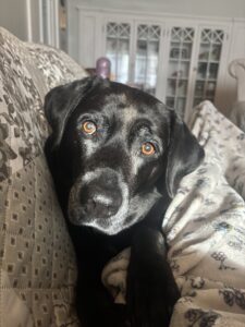 Close-up of Rumor, a senior black dog with warm brown eyes, resting on a blanket at home.