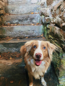 Rusty, a fluffy brown-and-white dog with blue eyes, standing on stone steps outdoors and looking up with his tongue out.