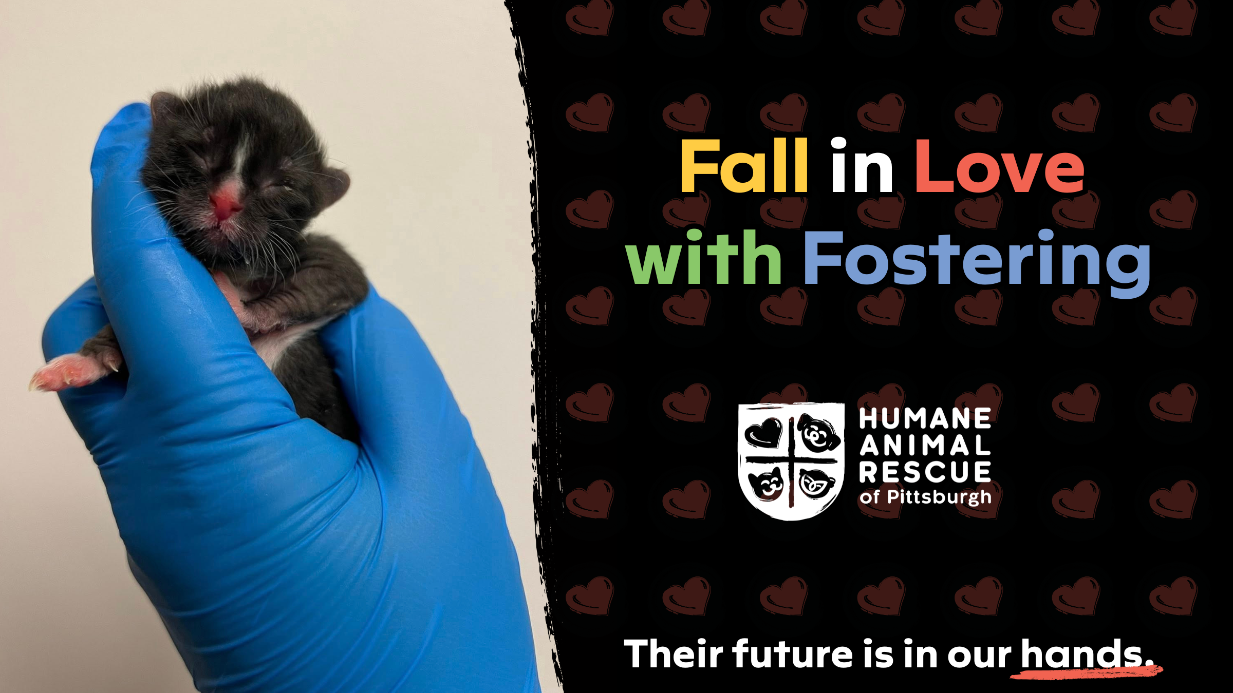 Neonatal kitten held gently in blue-gloved hands during lifesaving foster care at Humane Animal Rescue of Pittsburgh