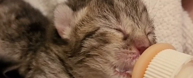 Newborn kitten being bottle-fed during neonatal foster care at Humane Animal Rescue of Pittsburgh.