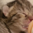 Newborn kitten being bottle-fed during neonatal foster care at Humane Animal Rescue of Pittsburgh.
