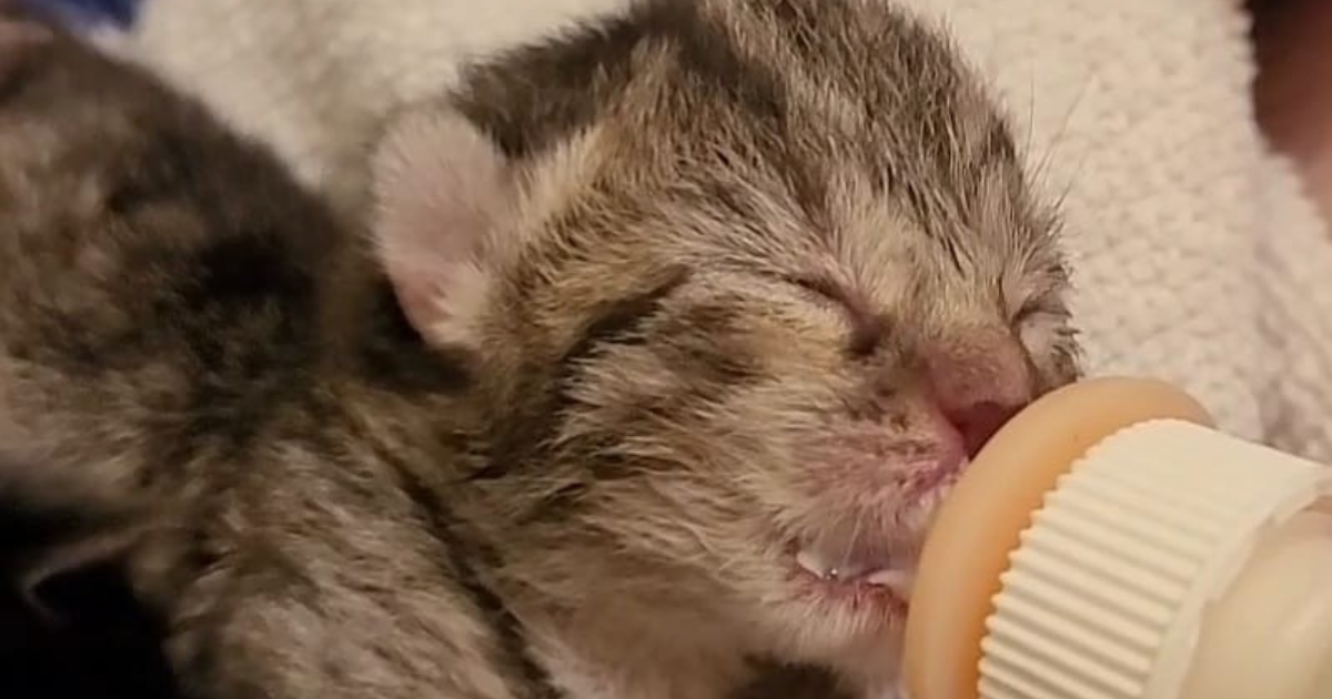 Newborn kitten being bottle-fed during neonatal foster care at Humane Animal Rescue of Pittsburgh.