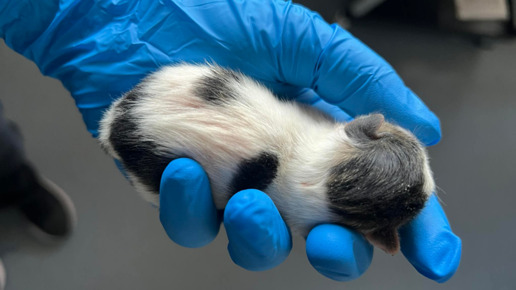 Newborn kitten resting in a gloved hand during neonatal intake and lifesaving care at Humane Animal Rescue of Pittsburgh.