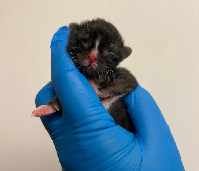 Tiny neonatal kitten held gently in a blue medical glove, highlighting the careful, supportive handling needed in neonatal kitten fostering at HARP.