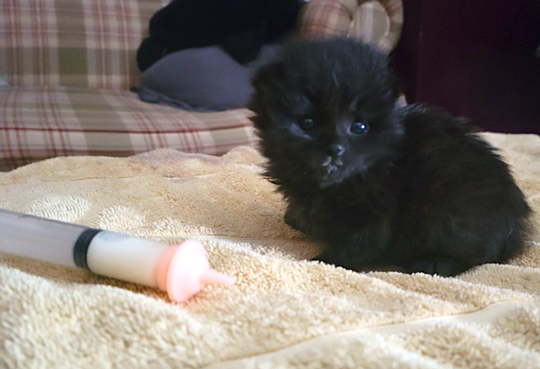 Neonatal kitten on a towel next to a bottle feeder, showing the kind of round-the-clock care provided by HARP foster homes in Pittsburgh.