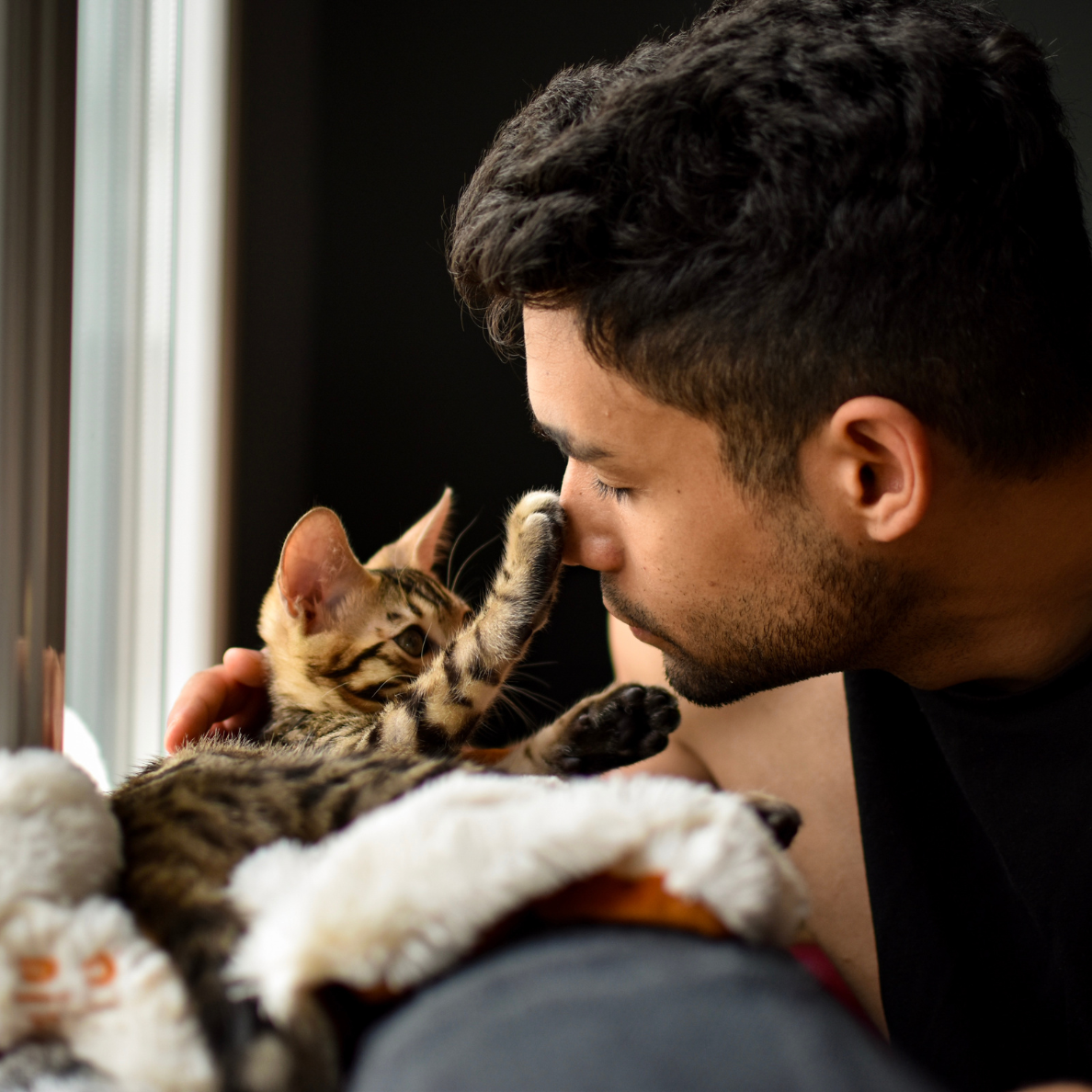 lost-and-found-cat-website-harp